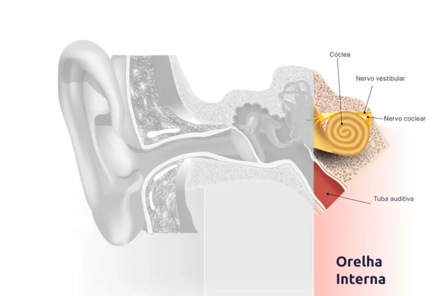 Orelha Interna