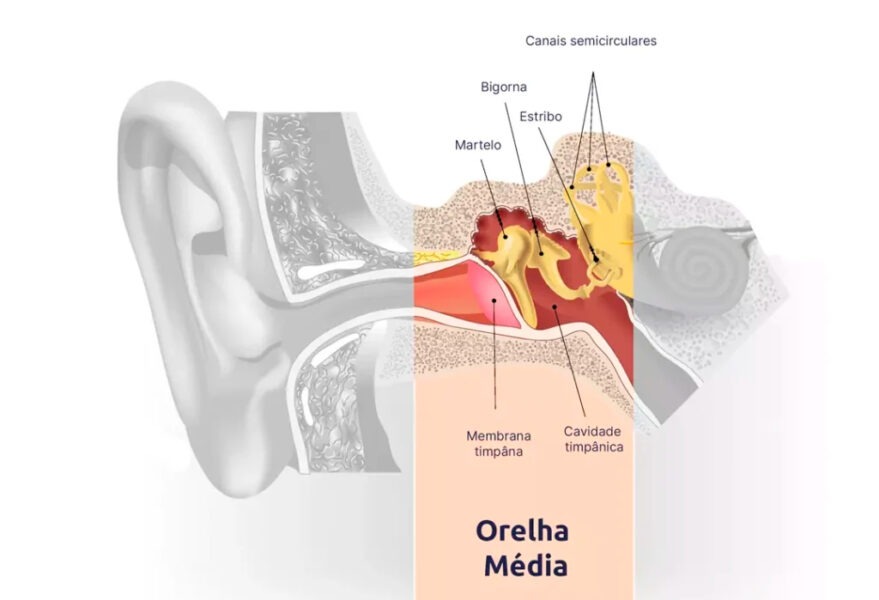Orelha Média